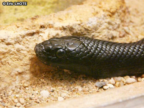 Serpent