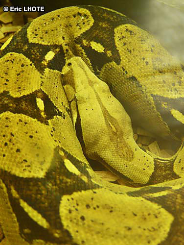 Serpent