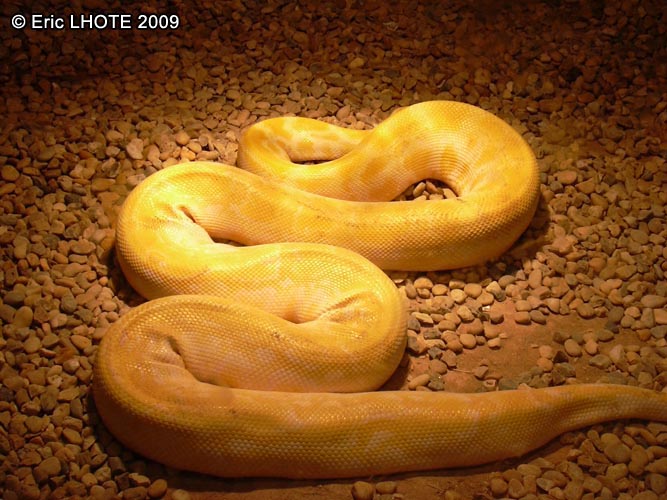 Serpent