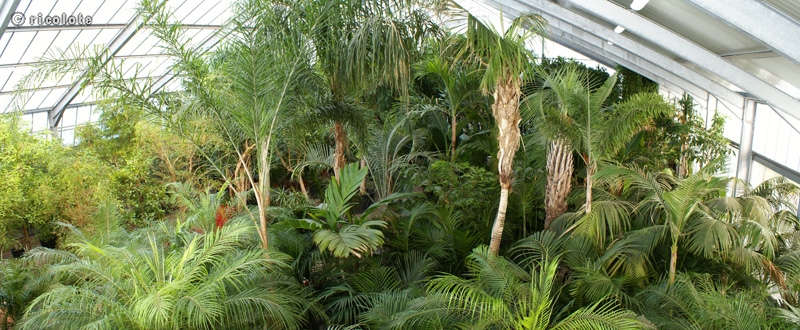 Serre tropicale