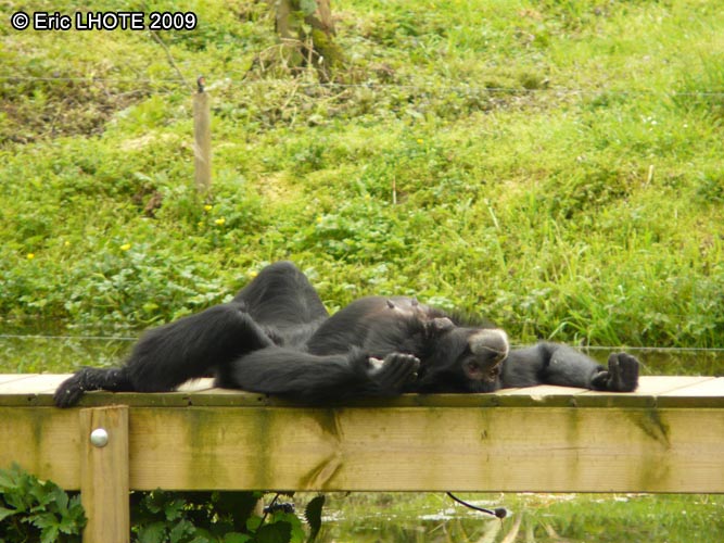 Siamang
