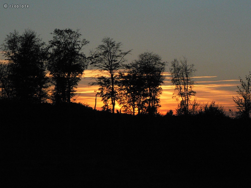 Soleil couchant sur la forÃªt