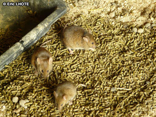 Souris