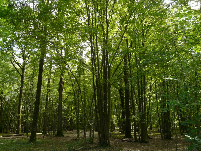 Sous bois de hÃªtres et de charmes