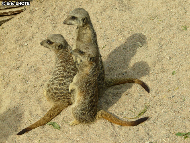 Suricates