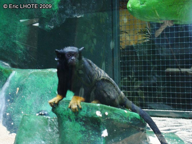 Tamarin Ã  mains jaunes