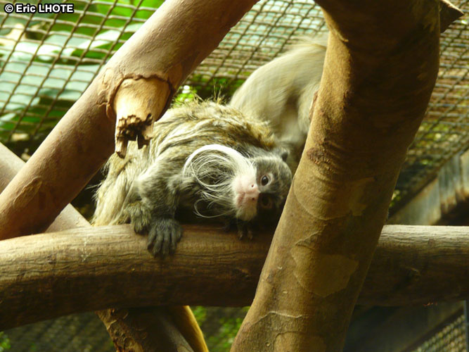 Tamarin empereur