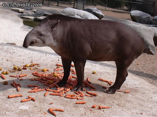 Tapir