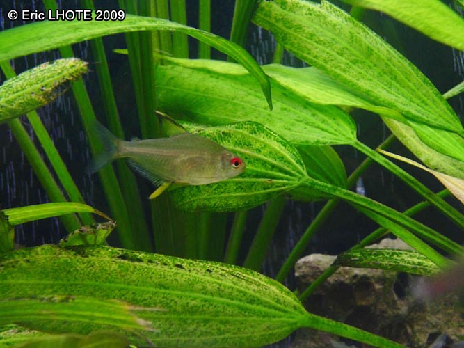 Tetra citron
