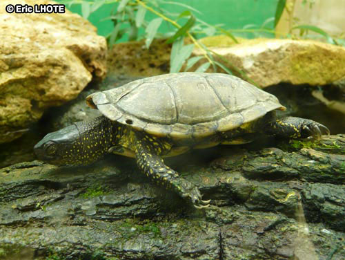 Tortue
