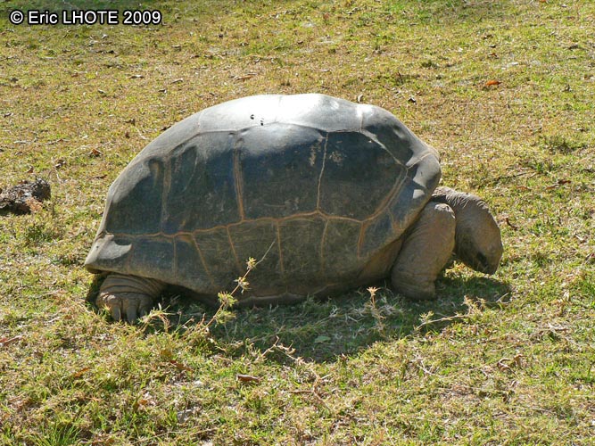 Tortue