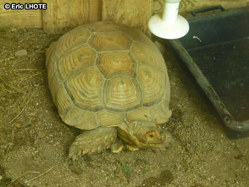 Tortue