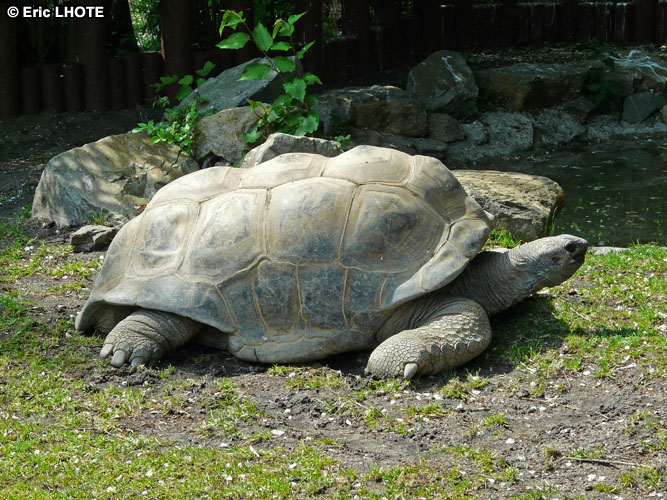 Tortue