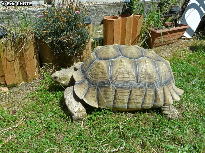 Tortue