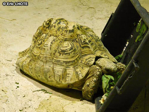 Tortue