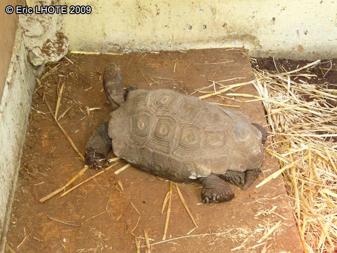 Tortue brune