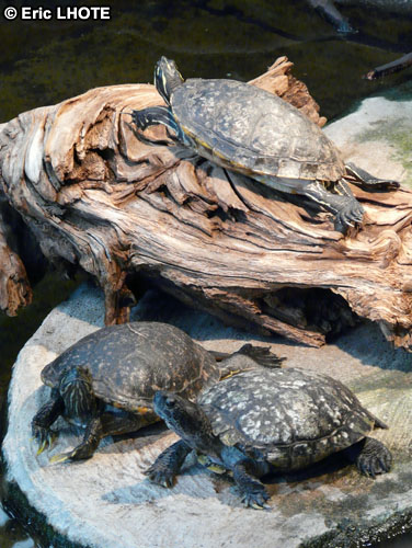 Tortues
