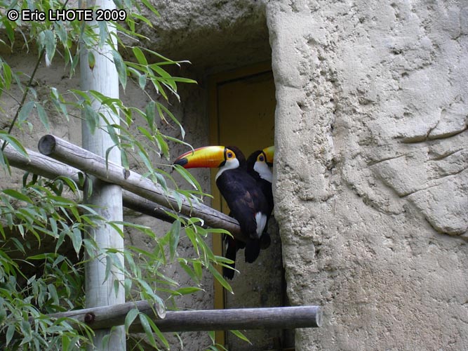 Toucan toco