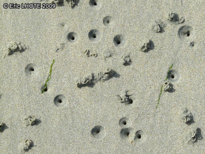 Trous de vers de sable