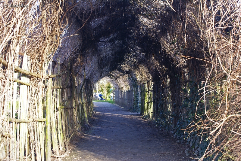 Tunnel de plantes grimpantes