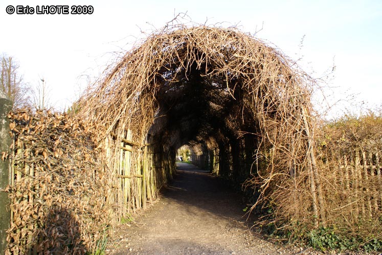 Tunnel de plantes grimpantes