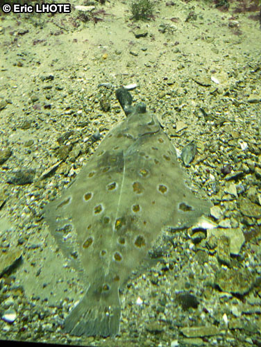 Turbot
