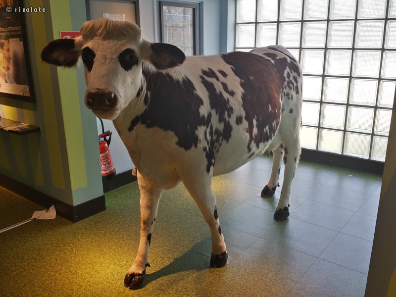 Vache empaillÃ©e