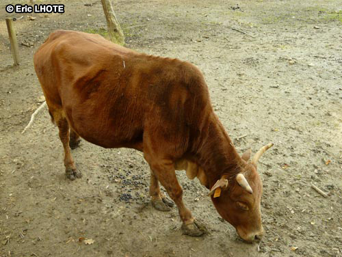 Vache naine