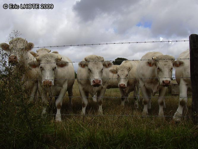 Vaches
