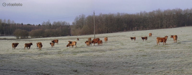 Vaches