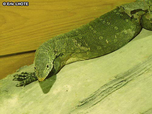 Varan