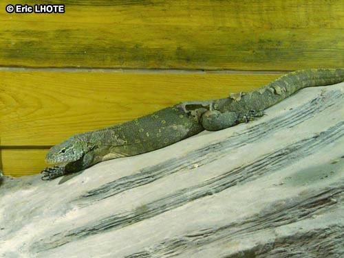 Varan