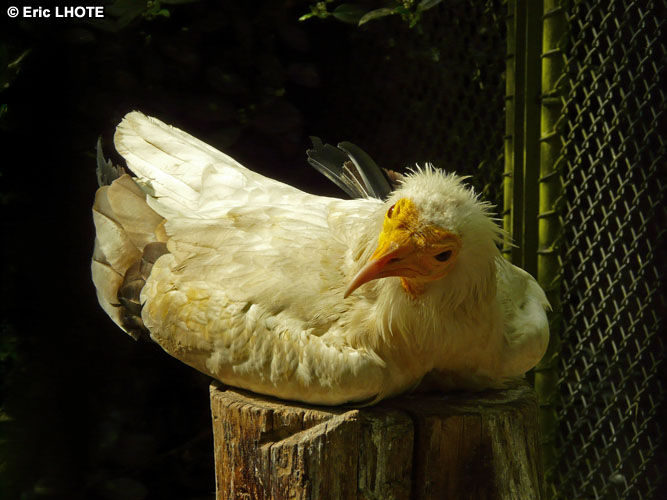 Vautour percnoptÃ¨re