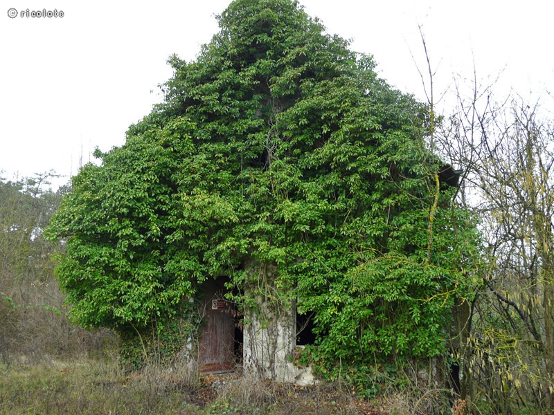 Vieille maison abandonnÃ©e recouverte de lierre
