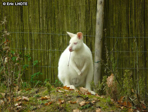 Walabi albinos