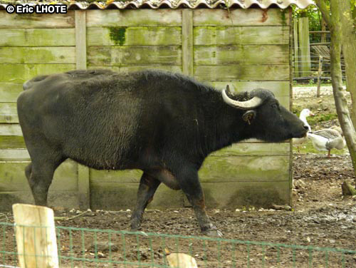 ZÃ©bu