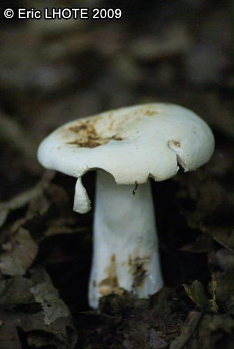 champignons-10.jpg