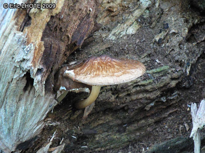 champignons-101.jpg