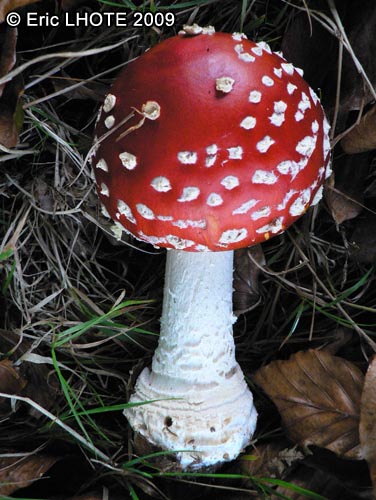 champignons-102.jpg