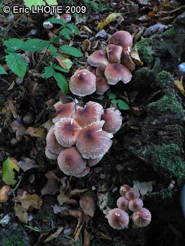 champignons-103.jpg