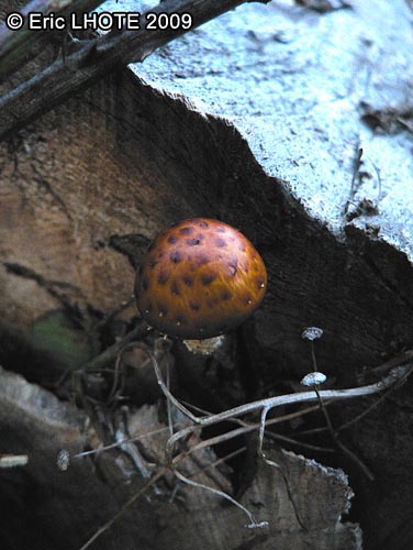 champignons-104.jpg