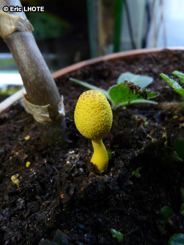 champignons-106.jpg