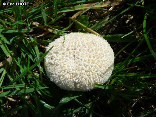 champignons-108.jpg