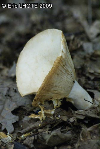 champignons-11.jpg