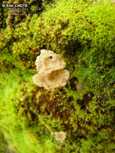 champignons-111.jpg