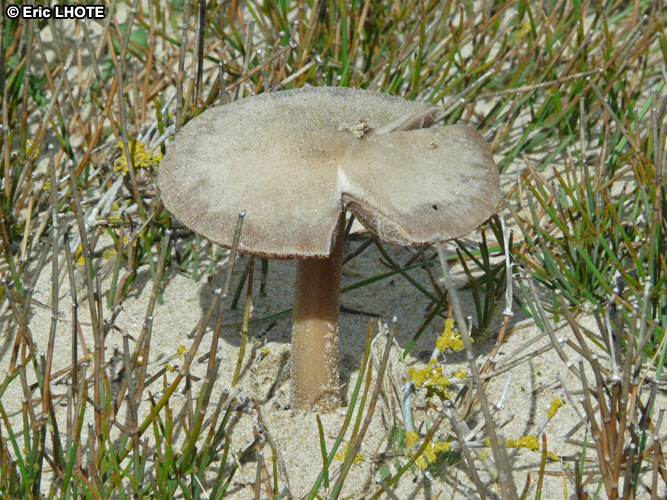 champignons-112.jpg