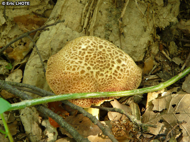 champignons-115.jpg