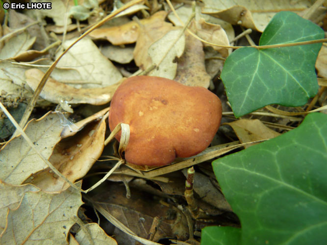 champignons-116.jpg