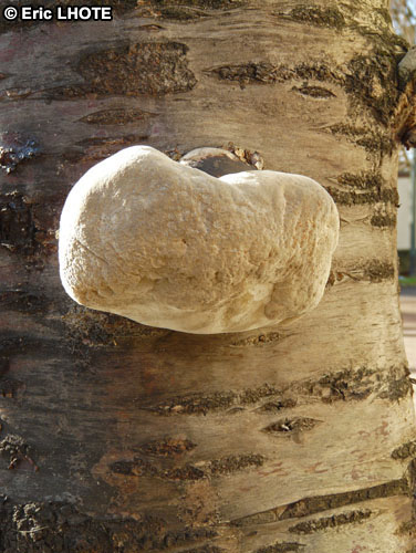 champignons-117.jpg