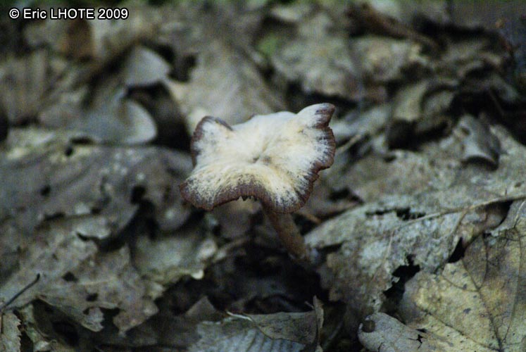 champignons-12.jpg